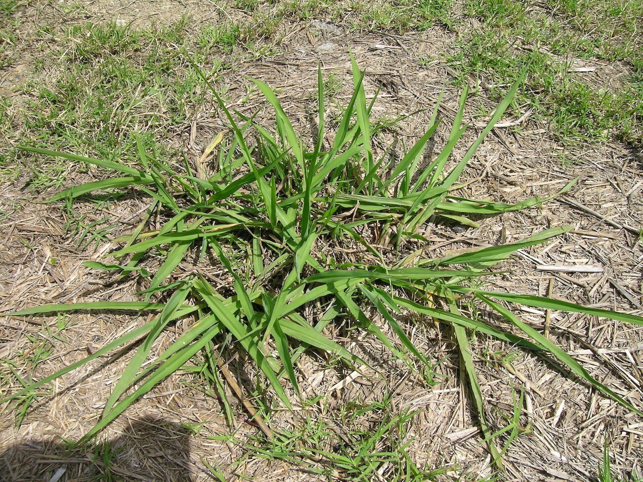 CC Dallisgrass weed 2