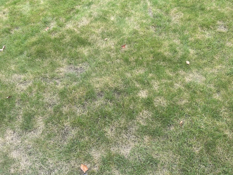 Dollar spot diseasee on lawn