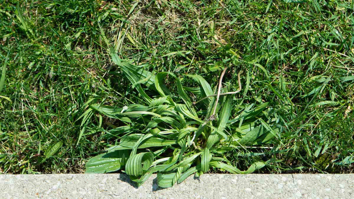 crabgrass-in-lawn