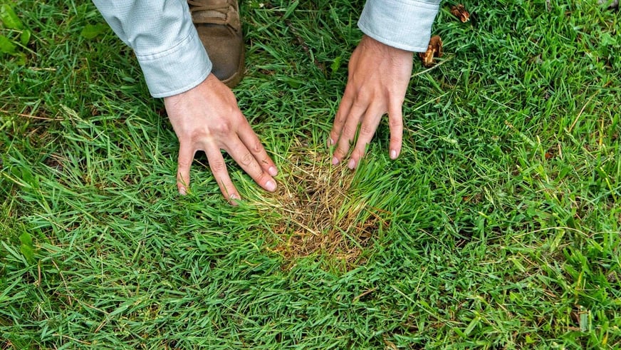 Brown spot on lawn