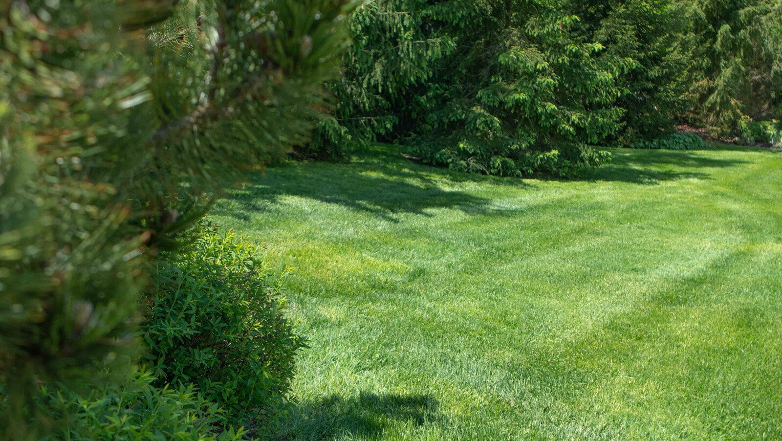 Trees along green lawn