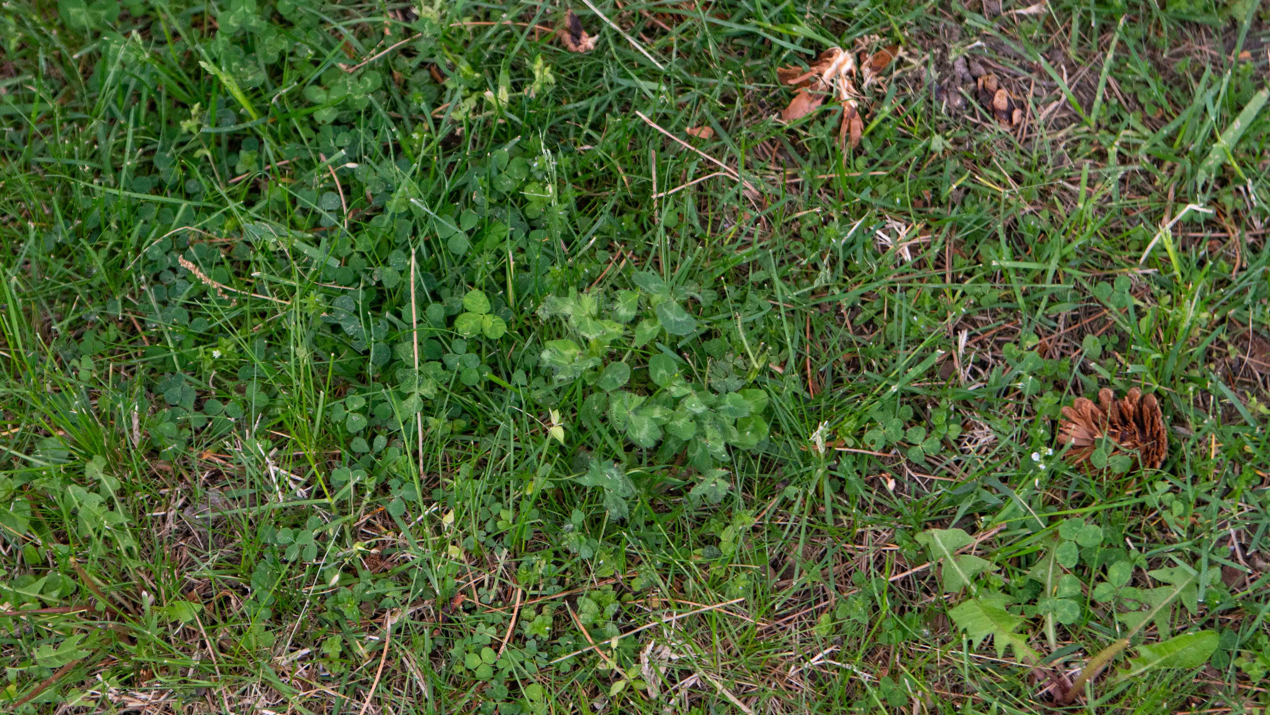 bad lawn filled with weeds and dead spots