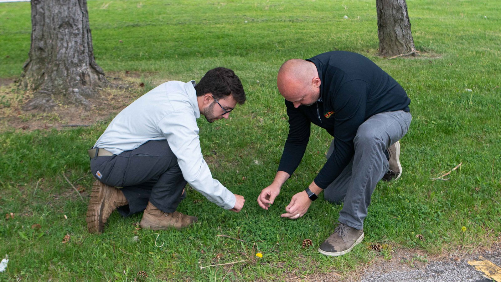 crew inspecting lawn up close for weeds