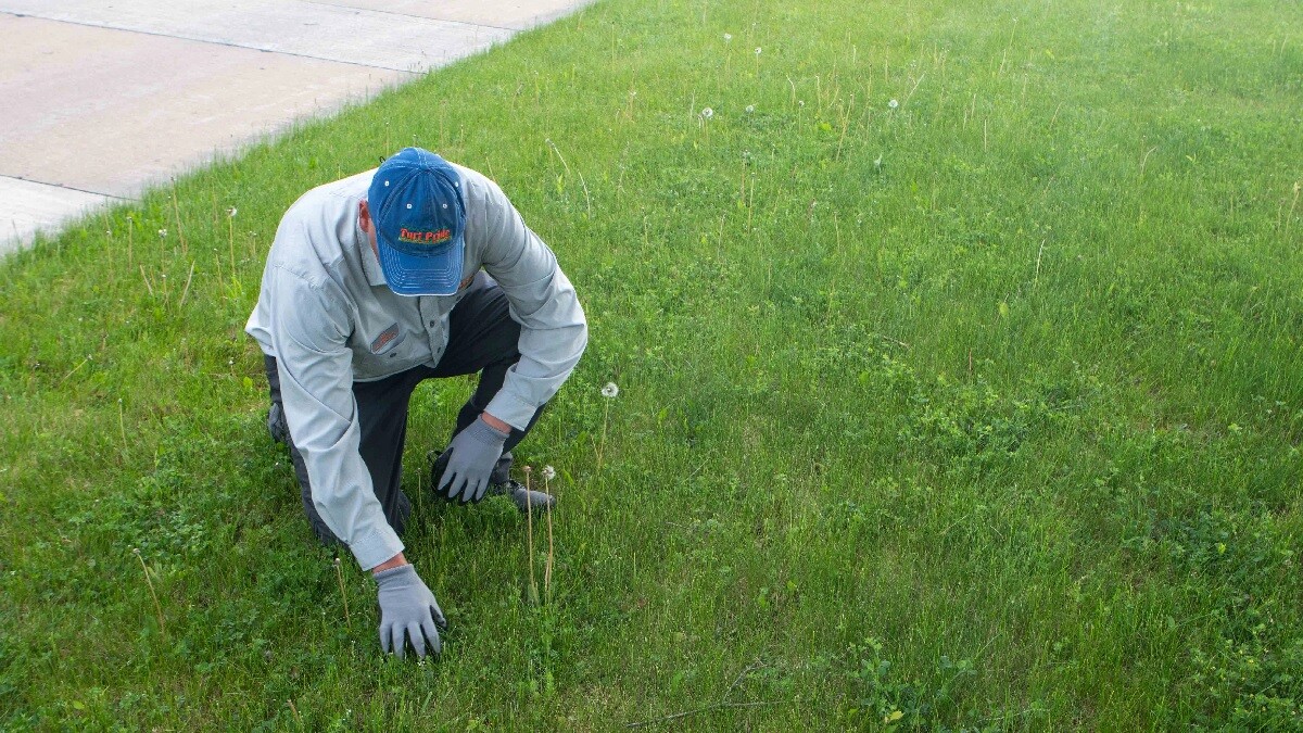 lawn tech looking at weeds in grass