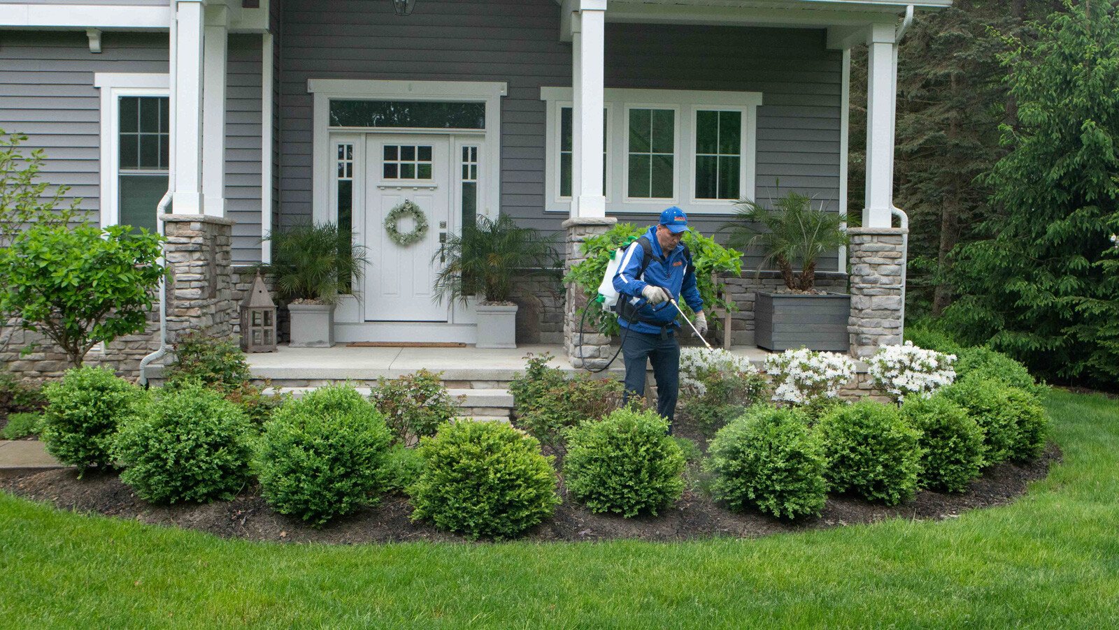 technician spraying shrubs front yard