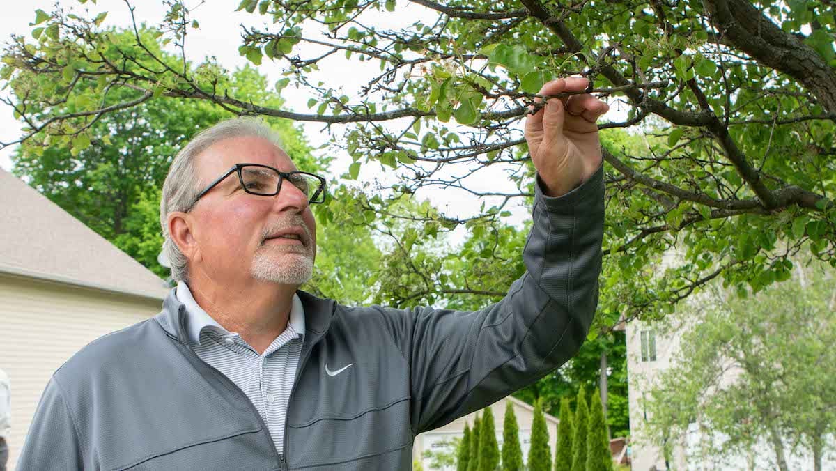 Customer looking at tree branches