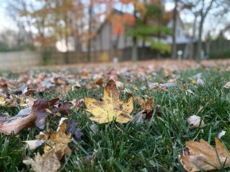 Leaves fallen on lawn backyard 