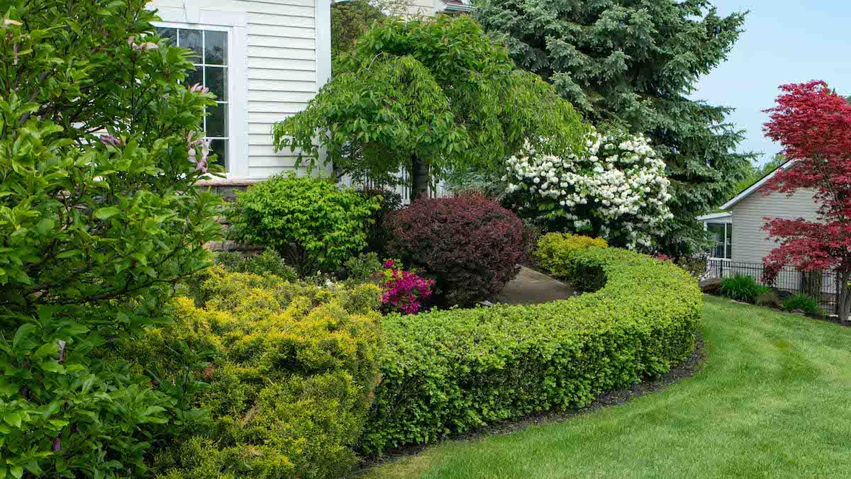 home with nice plants, tree and shrubs