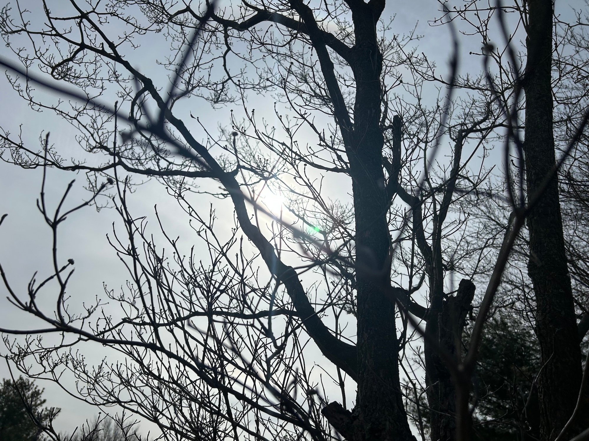 Trees with no leaves getting ready to bud in spring