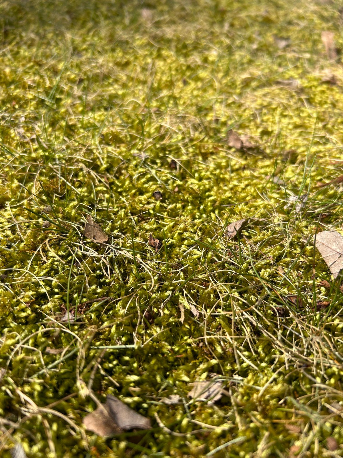 moss on grass