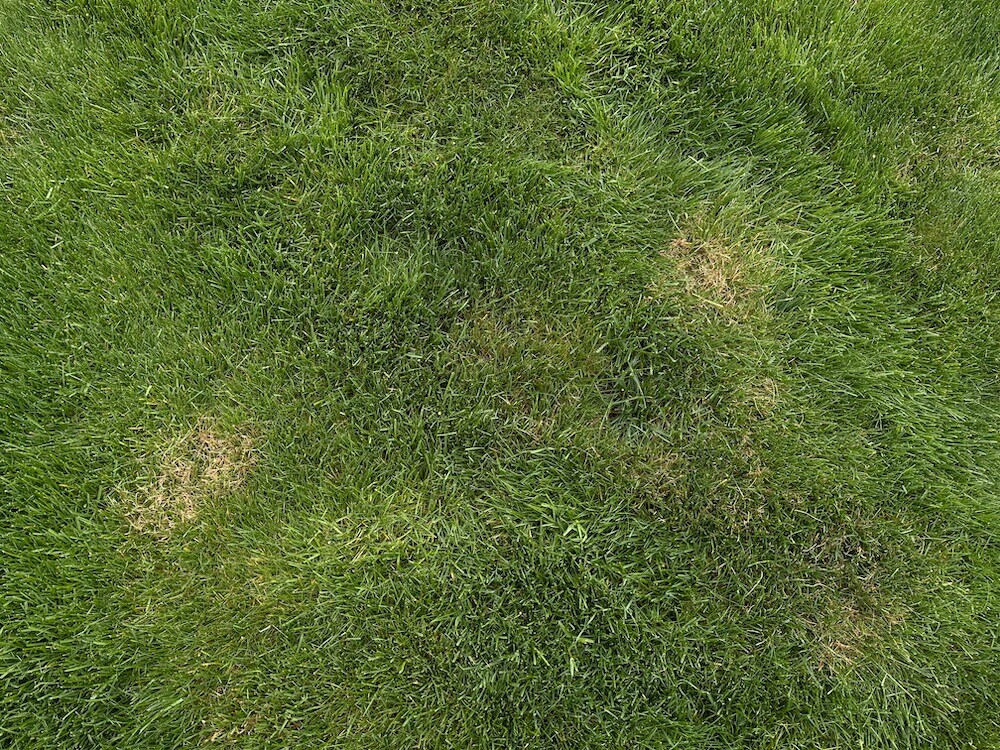 red thread lawn disease 1 