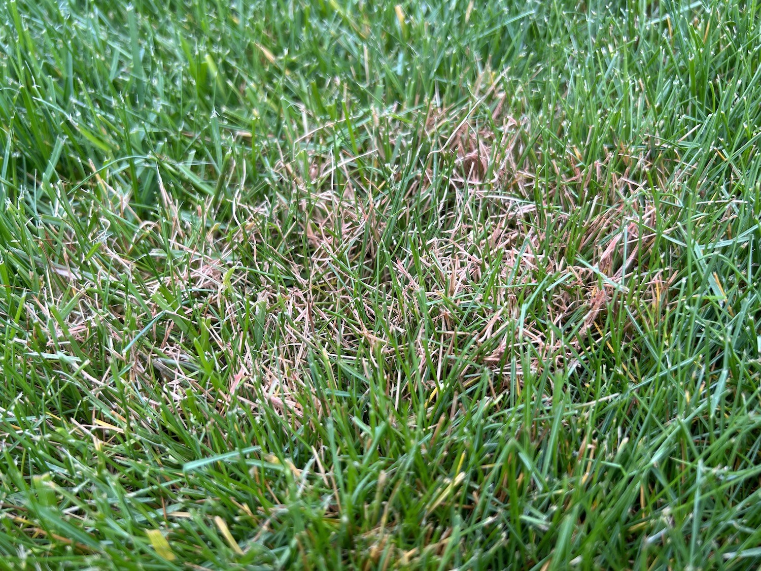 red thread lawn disease close up 