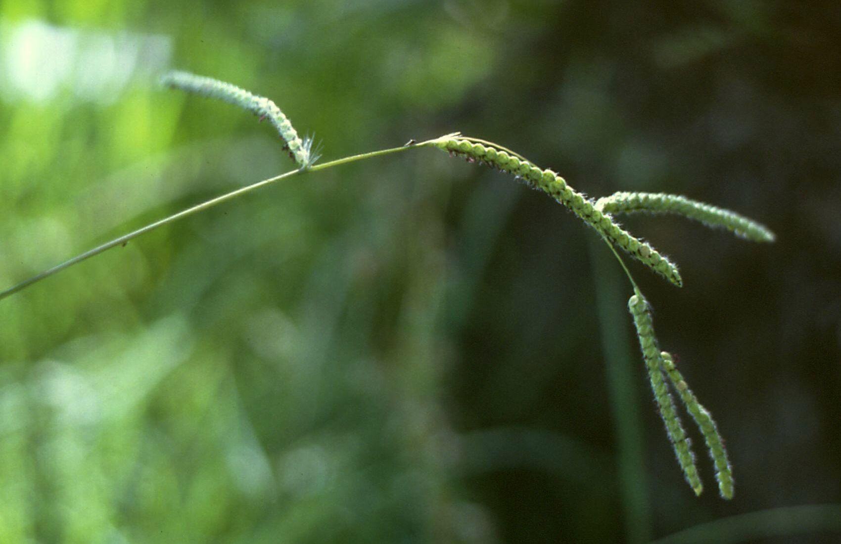 dallisgrass weed 