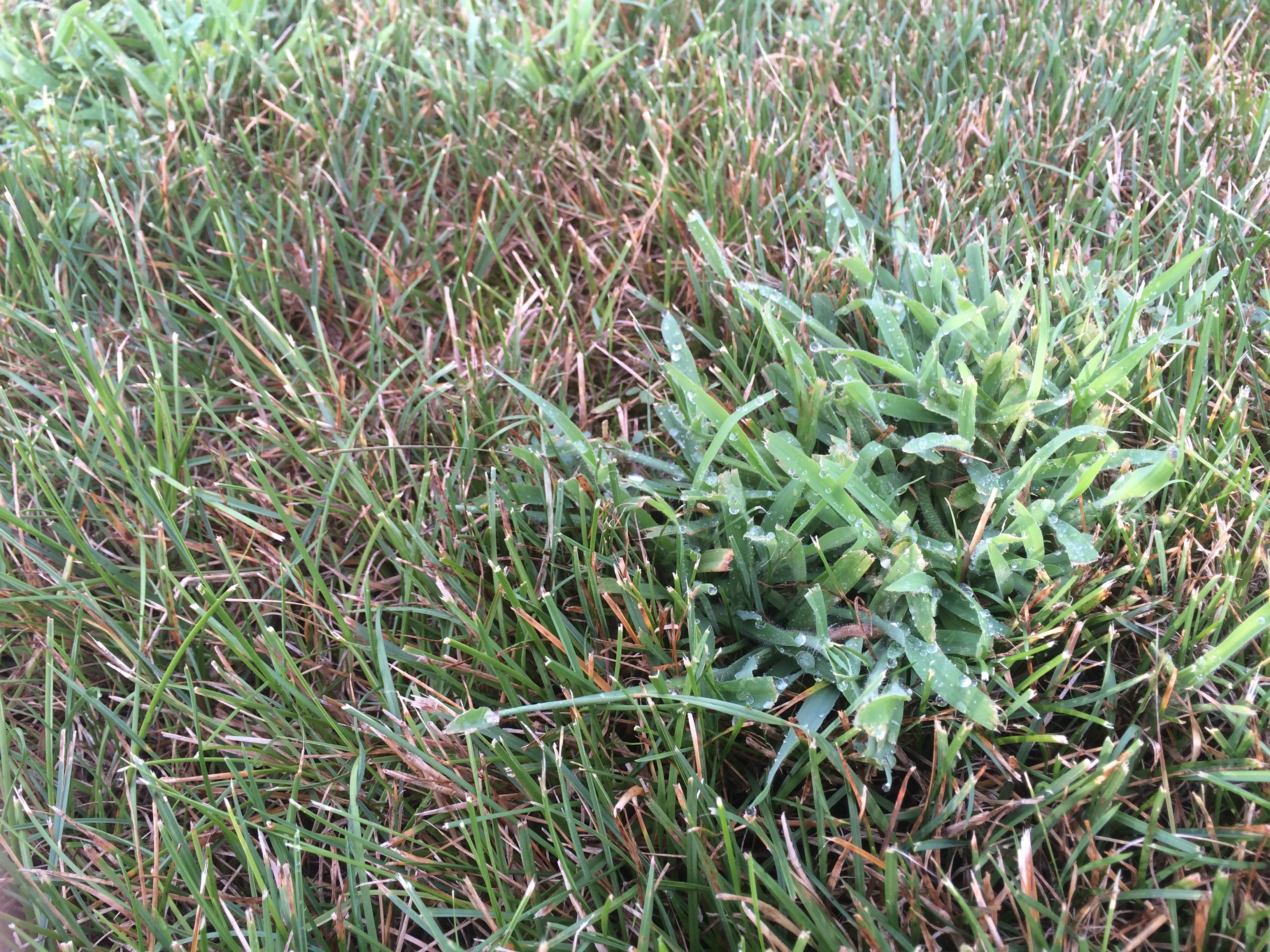 crabgrass in lawn 