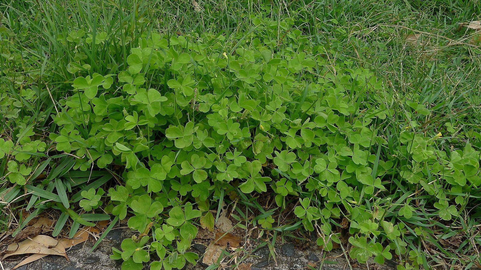 oxalis weed in lawn 