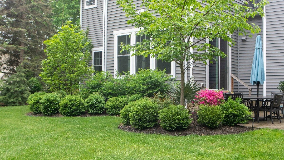 tree and shrubs next to house 