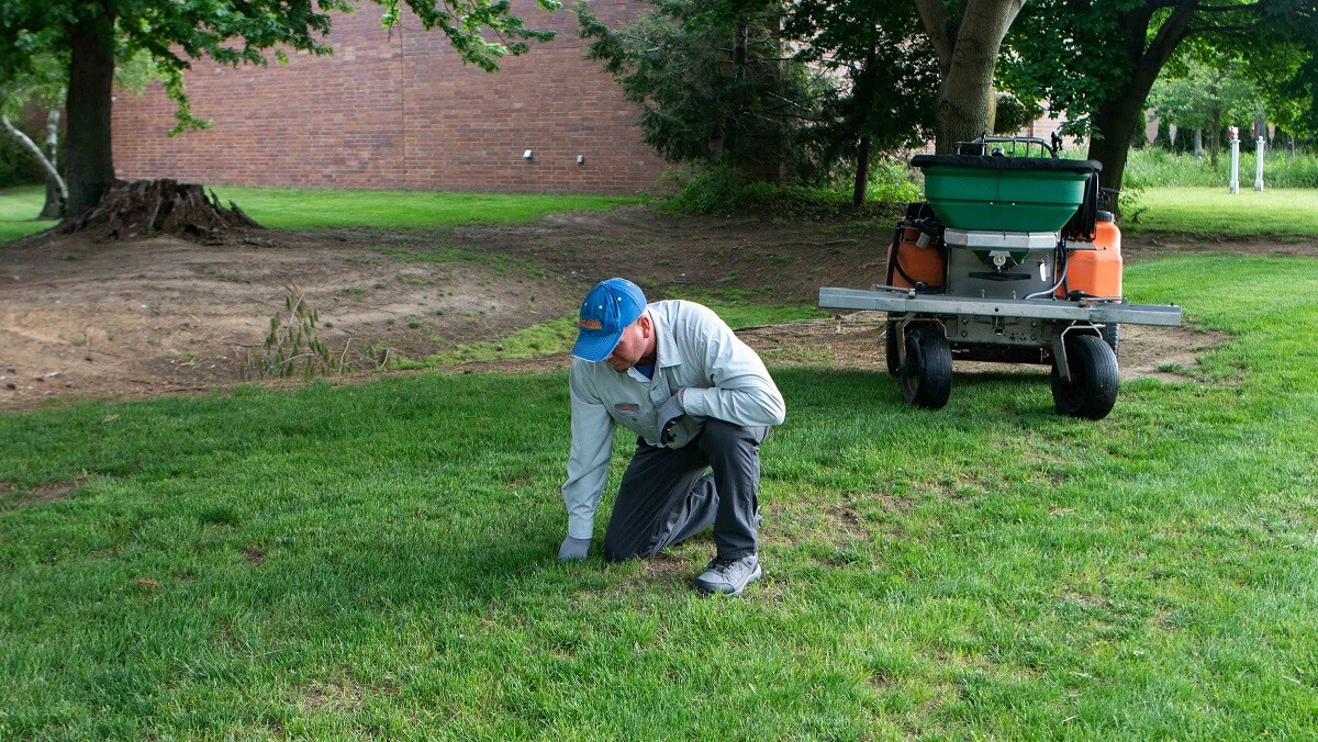 technician looking at patchy grass in the shade 