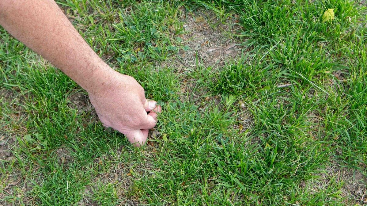 Bare spots and weeds on lawn