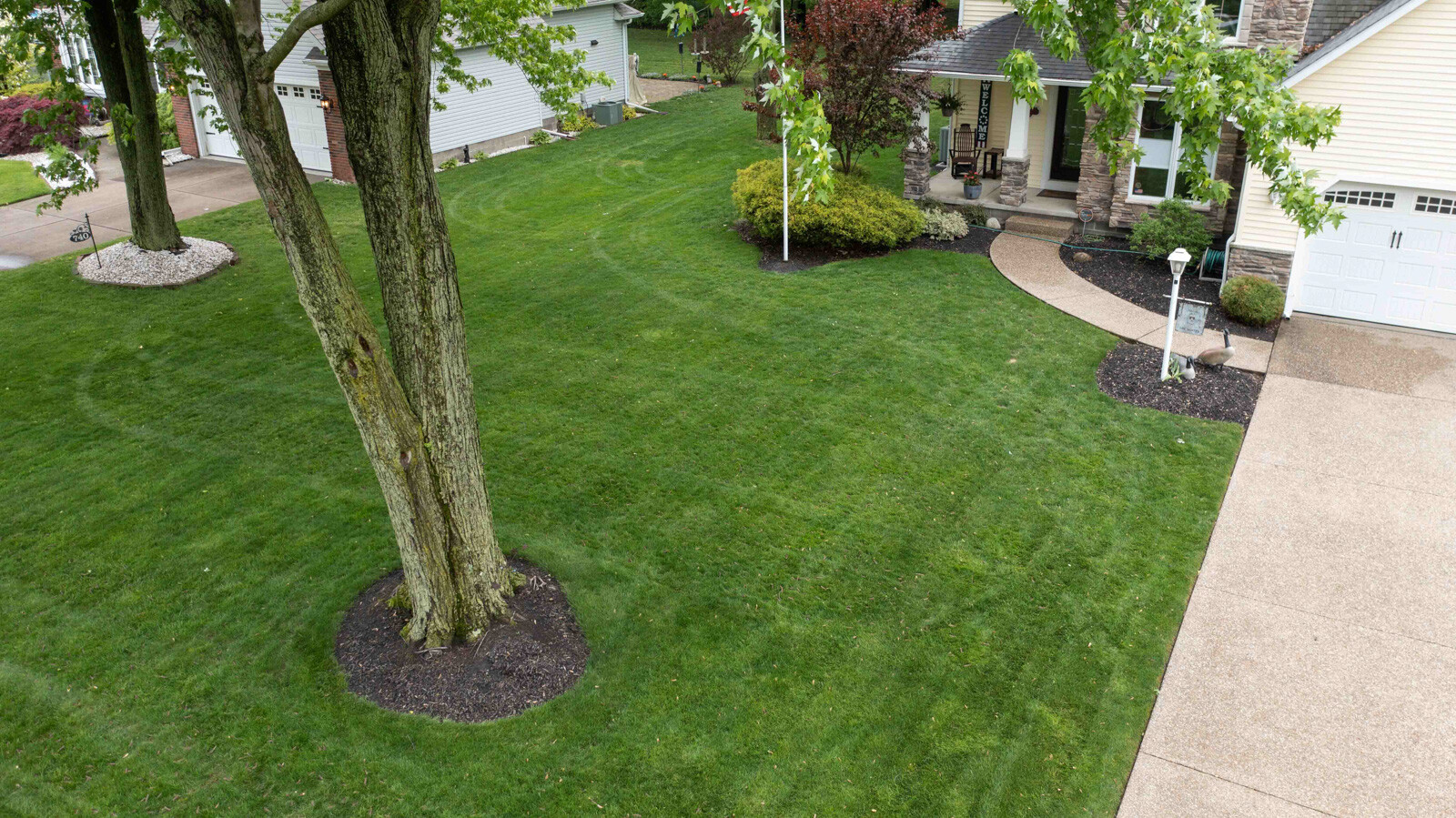 Thick green lawn front yard 