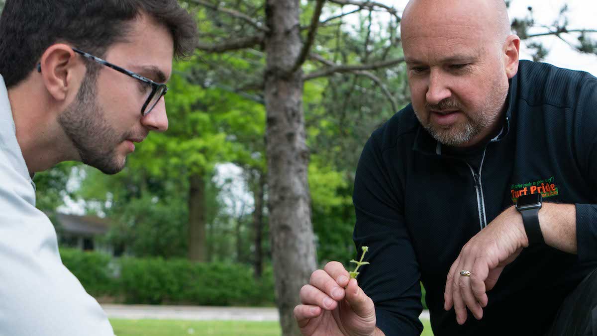 technician looking at weeds