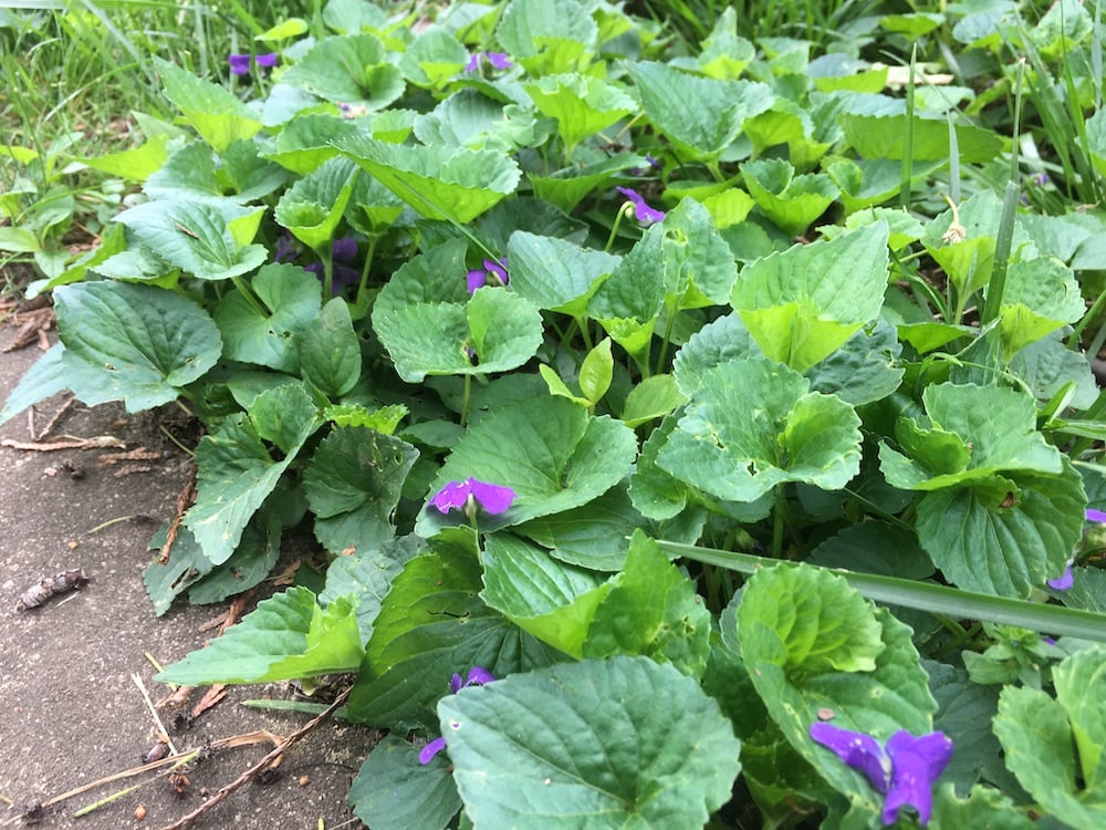 wild violets in lawn 