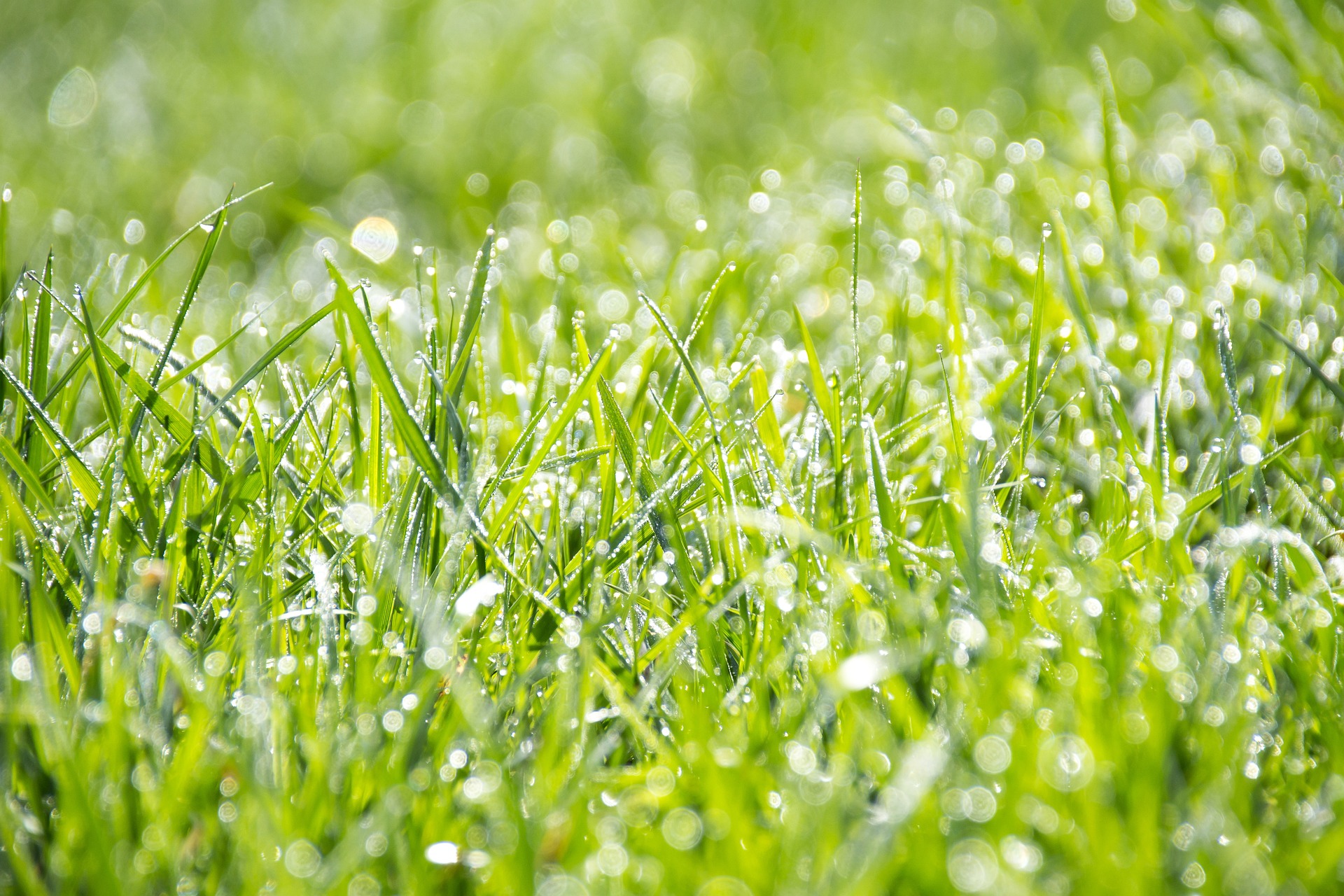 grass wet after watering lawn