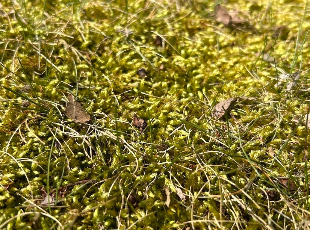 moss on grass-1